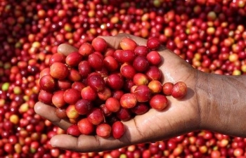 Dự báo giá cà phê ngày 17/10/2024: Tín hiệu tích cực của thị trường sẽ tiếp tục?