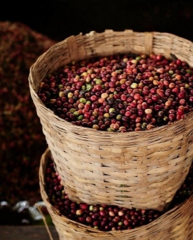 Dự báo giá cà phê ngày 18/10/2024: Sản lượng giảm mạnh, giá có thể tăng cao?