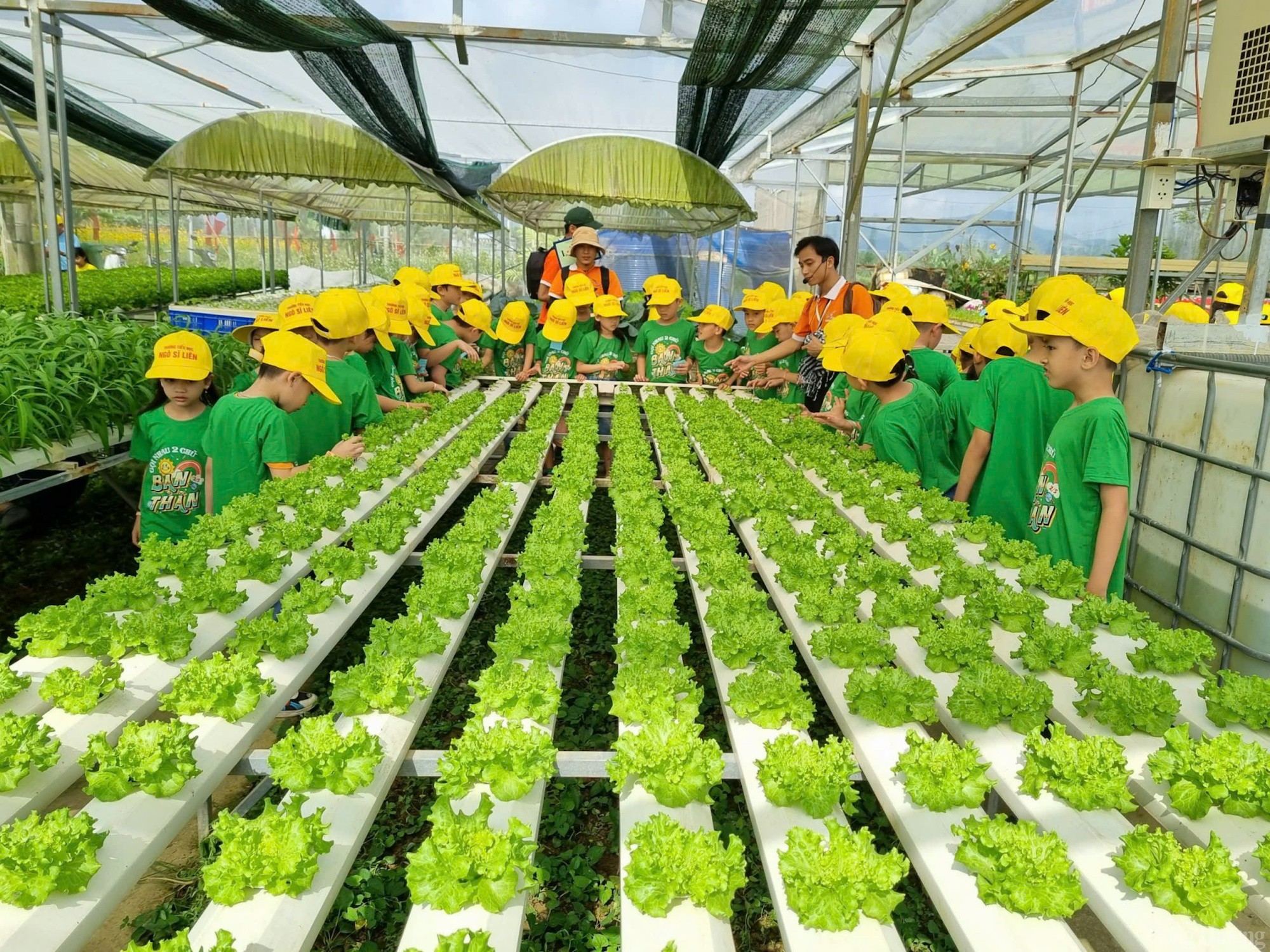 Thăm làng rau duy nhất Đà Nẵng là hợp tác xã tiêu biểu năm 2024 Thăm làng rau duy nhất Đà Nẵng là hợp tác xã tiêu biểu năm 2024