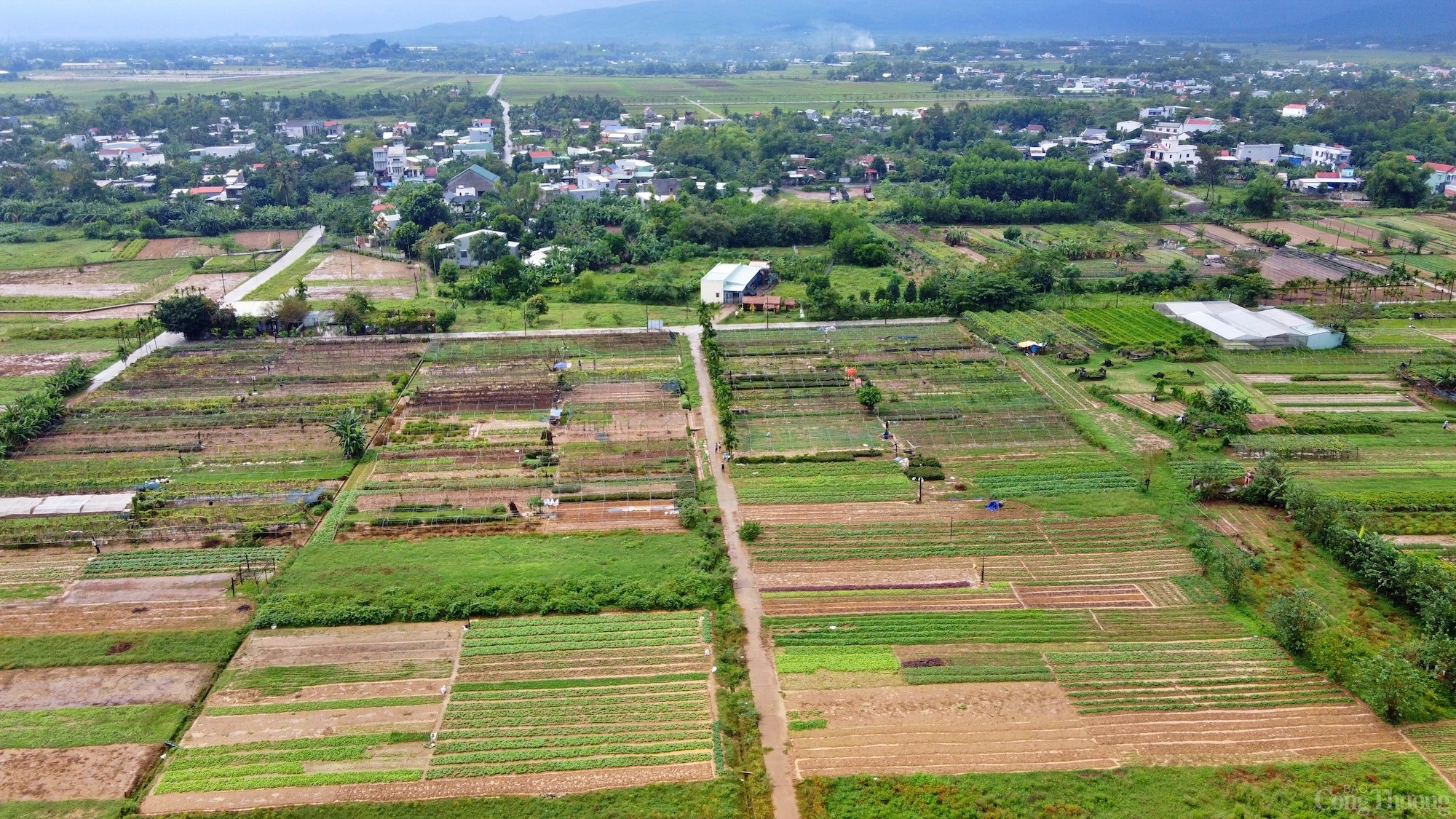 Thăm làng rau duy nhất Đà Nẵng là hợp tác xã tiêu biểu năm 2024 Thăm làng rau duy nhất Đà Nẵng là hợp tác xã tiêu biểu năm 2024