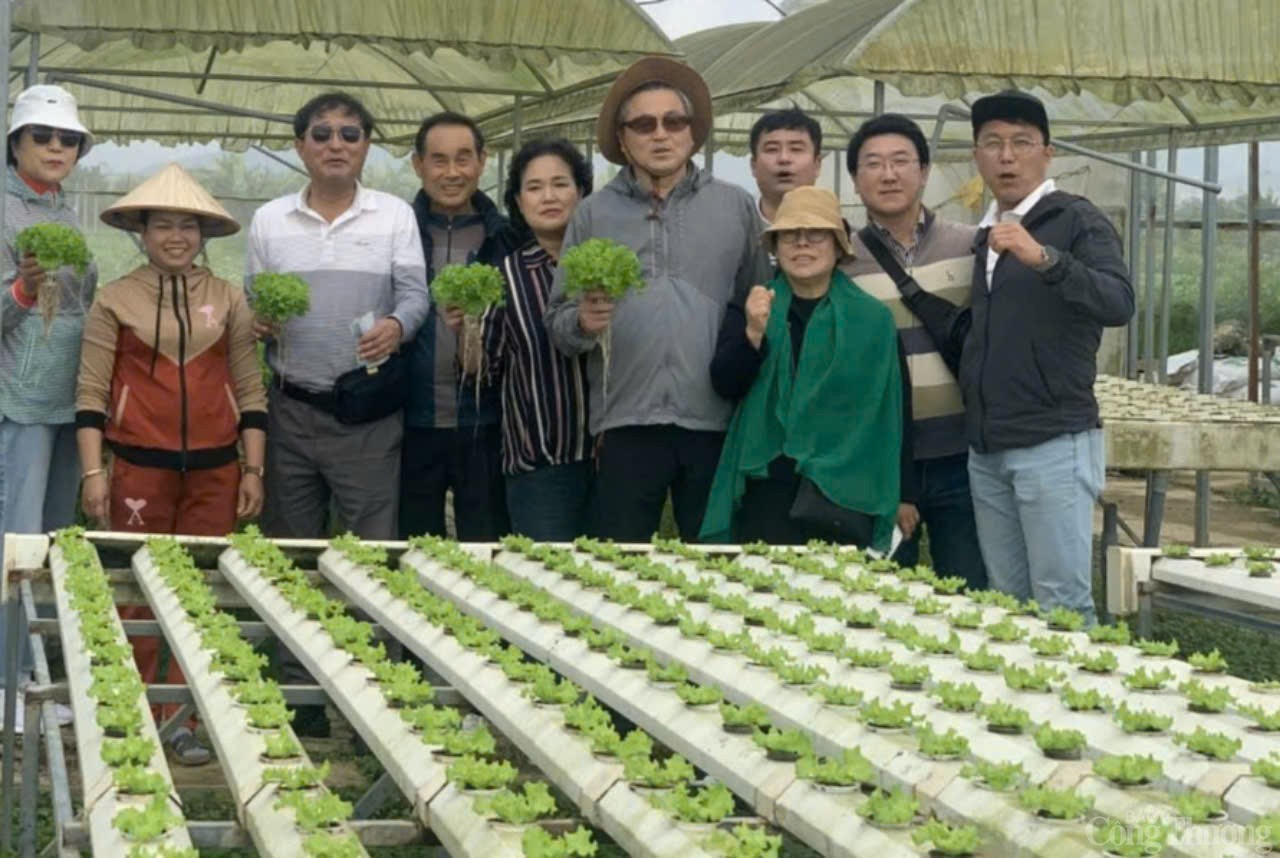 Thăm làng rau duy nhất Đà Nẵng là hợp tác xã tiêu biểu năm 2024 Thăm làng rau duy nhất Đà Nẵng là hợp tác xã tiêu biểu năm 2024