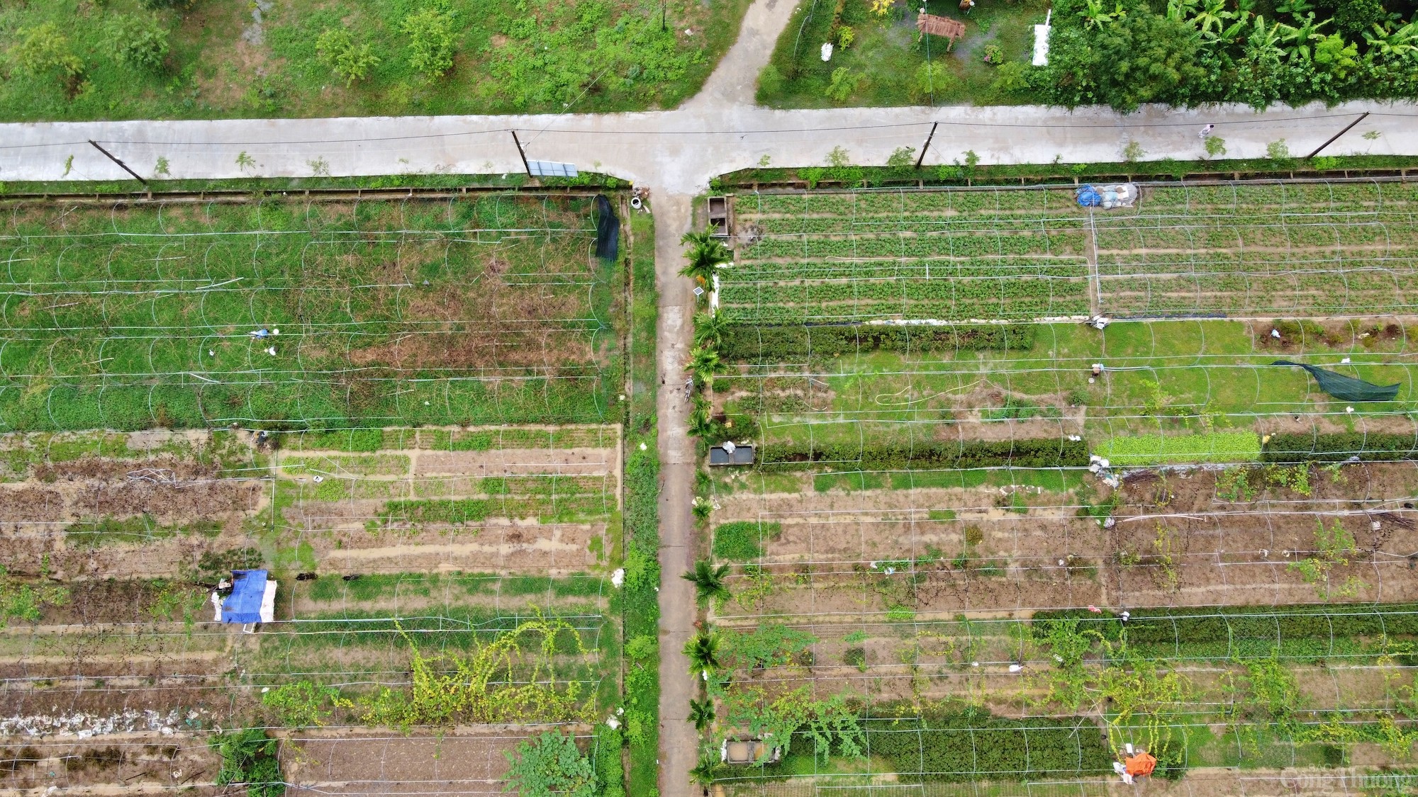 Thăm làng rau duy nhất Đà Nẵng là hợp tác xã tiêu biểu năm 2024 Thăm làng rau duy nhất Đà Nẵng là hợp tác xã tiêu biểu năm 2024