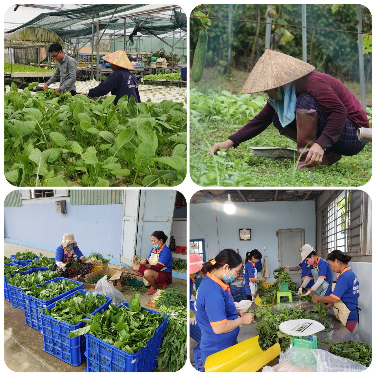 Thăm làng rau duy nhất Đà Nẵng là hợp tác xã tiêu biểu năm 2024 Thăm làng rau duy nhất Đà Nẵng là hợp tác xã tiêu biểu năm 2024