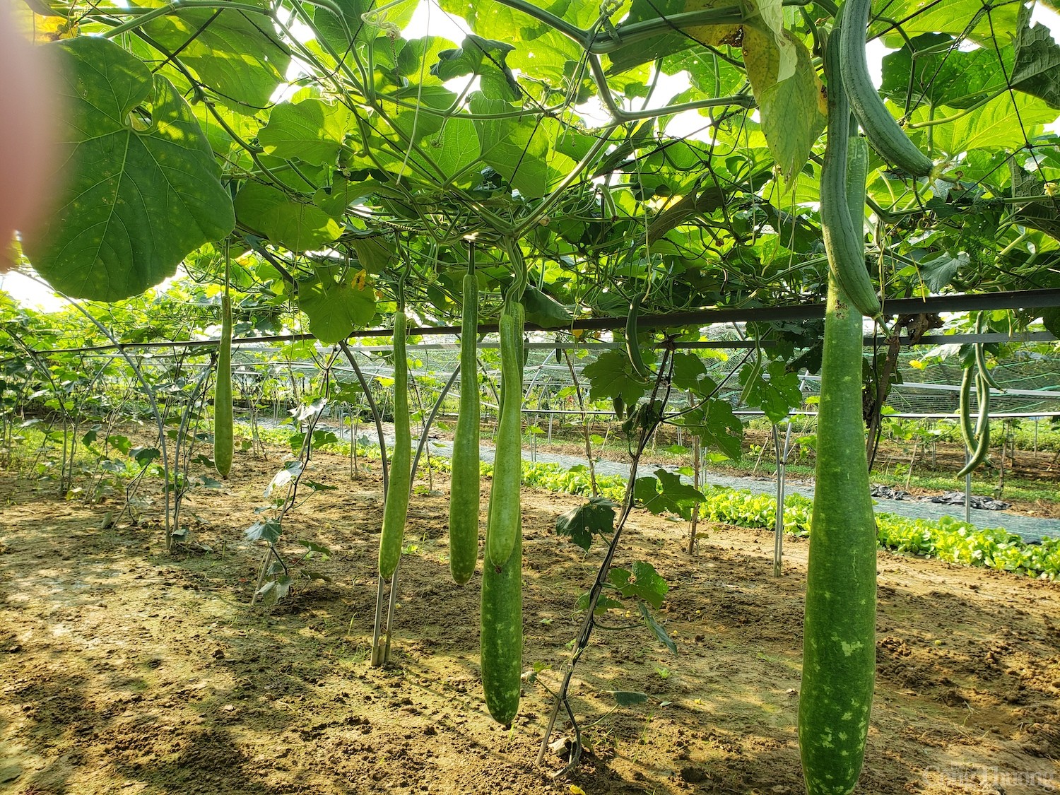 Thăm làng rau duy nhất Đà Nẵng là hợp tác xã tiêu biểu năm 2024 Thăm làng rau duy nhất Đà Nẵng là hợp tác xã tiêu biểu năm 2024