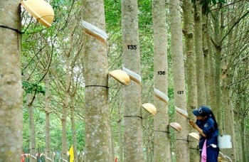 Lượng xuất khẩu cao su sang thị trường Trung Quốc giảm so với cùng kỳ năm trước