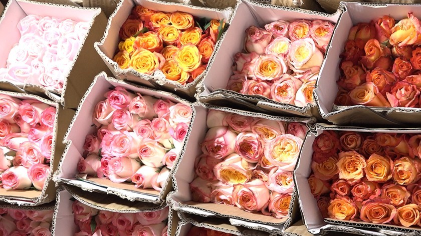 Thị trường hoa ngày 20/10: Chợ hoa Quảng Bá, Quảng An chật kín người, giá hoa tăng chóng mặt Thị trường hoa ngày 20/10: Chợ hoa Quảng Bá, Quảng An chật kín người, giá hoa tăng chóng mặt