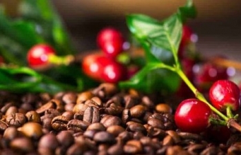 Dự báo giá cà phê 20/10/2024: Áp lực tăng từ thị trường quốc tế và lo ngại về thời tiết trong nước