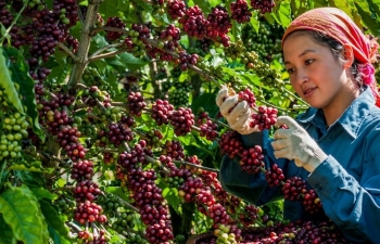 Giá cà phê hôm nay 20/10/2024: Tăng cao trong phiên cuối tuần