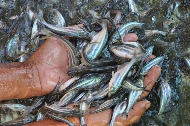 Cả nước có hơn 1.900 cơ sở sản xuất, ương dưỡng giống cá tra. Ảnh minh họa Cả nước có hơn 1.900 cơ sở sản xuất, ương dưỡng giống cá tra. Ảnh minh họa