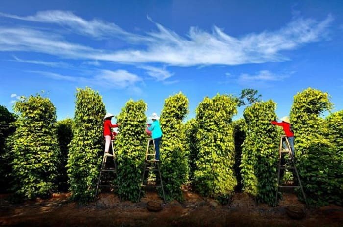 Ảnh: godidigo Ảnh: godidigo