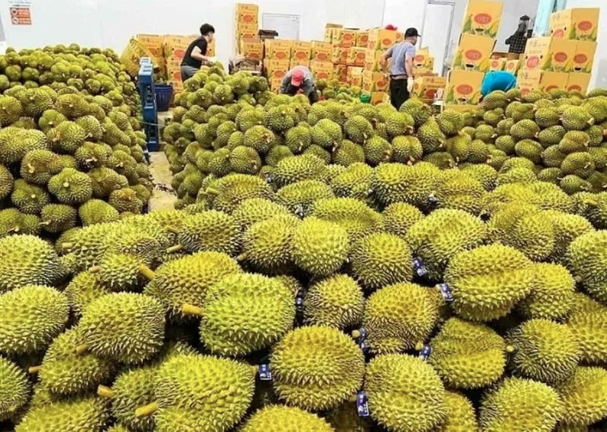 Nhập khẩu sầu riêng về Việt Nam tăng mạnh trong 8 tháng