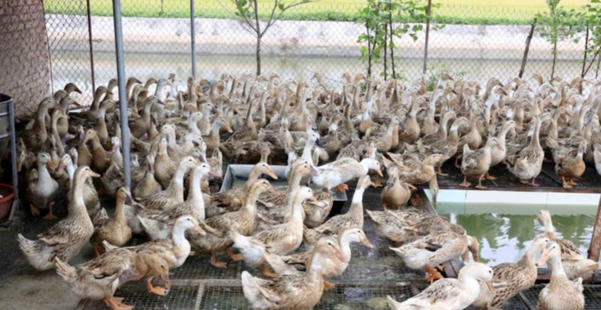 Thái Bình: Mô hình OCOP thành công từ chăn nuôi thủy sản Thái Bình: Mô hình OCOP thành công từ chăn nuôi thủy sản