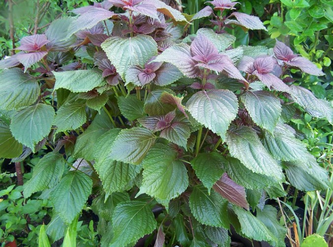 Những sai lầm tai hại khi uống lá tía tô mỗi ngày Những sai lầm tai hại khi uống lá tía tô mỗi ngày