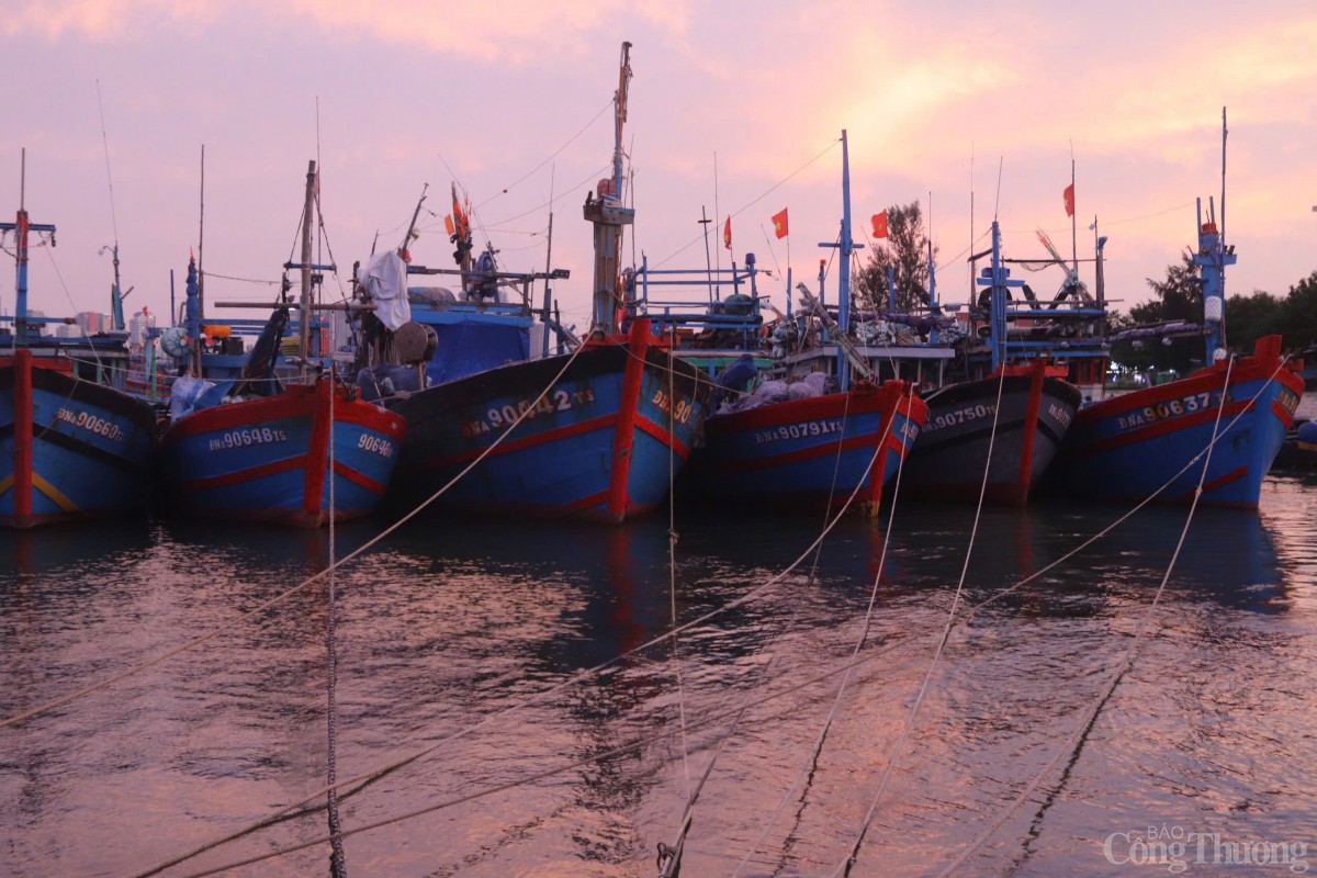 àu thuyền neo đậu an toàn trước cơn bão Trà Mi. Ảnh: Khánh Ly àu thuyền neo đậu an toàn trước cơn bão Trà Mi. Ảnh: Khánh Ly