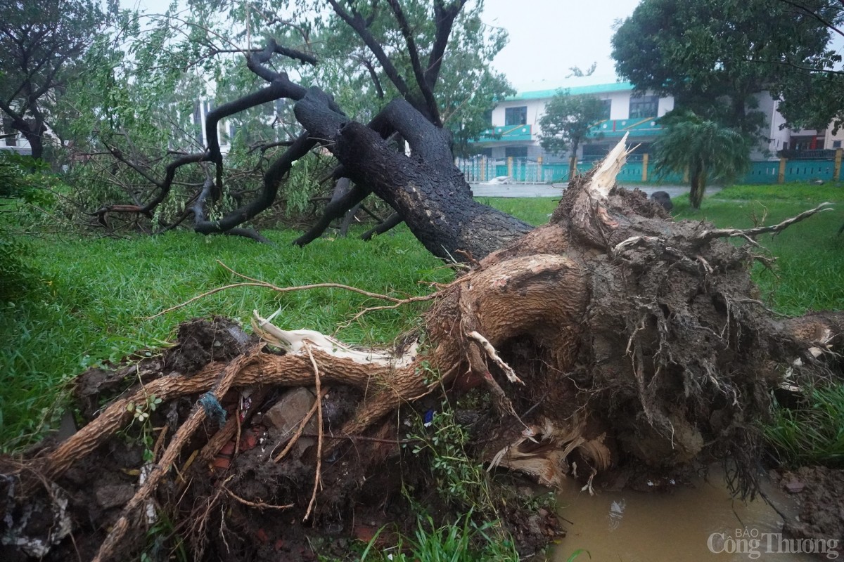 Đà Nẵng: Bão Trà Mi tiến sát, hàng loạt cây xanh bị gãy đổ