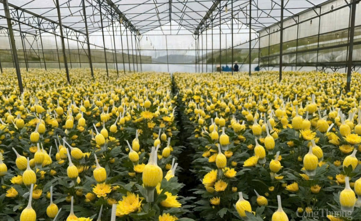 Lâm Đồng: Chú trọng hội nhập và hợp tác quốc tế để mở rộng thị trường xuất khẩu