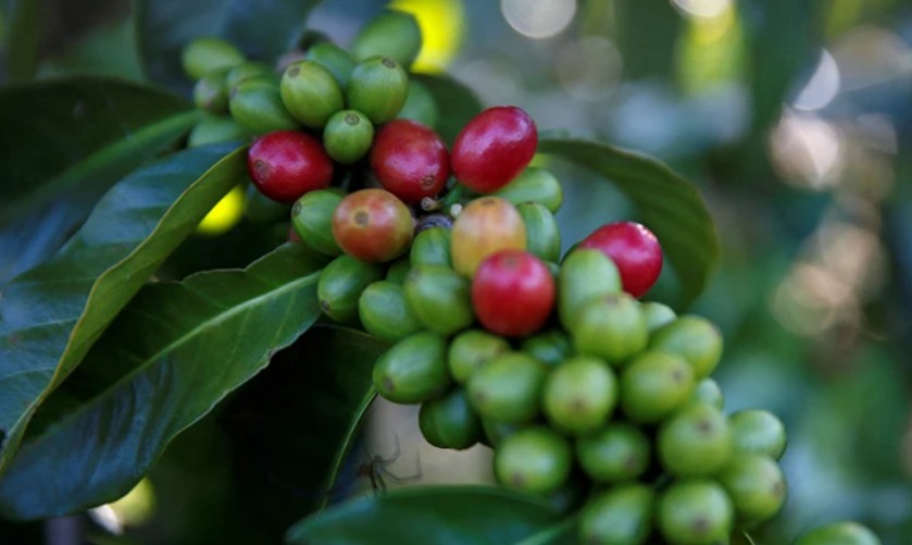 Dự báo giá cà phê ngày 29/10/2024: Dự báo giá cà phê ngày 29/10/2024: