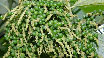 Giá tiêu hôm nay 29/10/2024: Tại Đắk Nông, Đắk Lắk giảm nhẹ 500 đồng/kg, xuống mức 143.000 đồng/kg