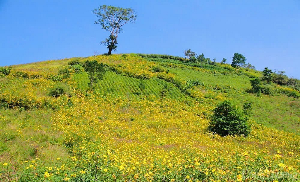 Gia Lai đề nghị tăng chuyến bay phục vụ Tuần lễ Hoa Dã Quỳ - Núi lửa Chư Đang Ya năm 2024
