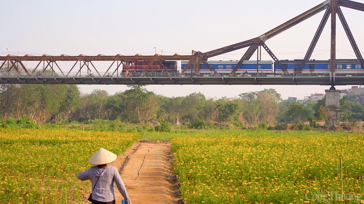 Ngỡ ngàng vườn hoa cúc thơ mộng nở rộ dưới chân cầu Long Biên Ngỡ ngàng vườn hoa cúc thơ mộng nở rộ dưới chân cầu Long Biên