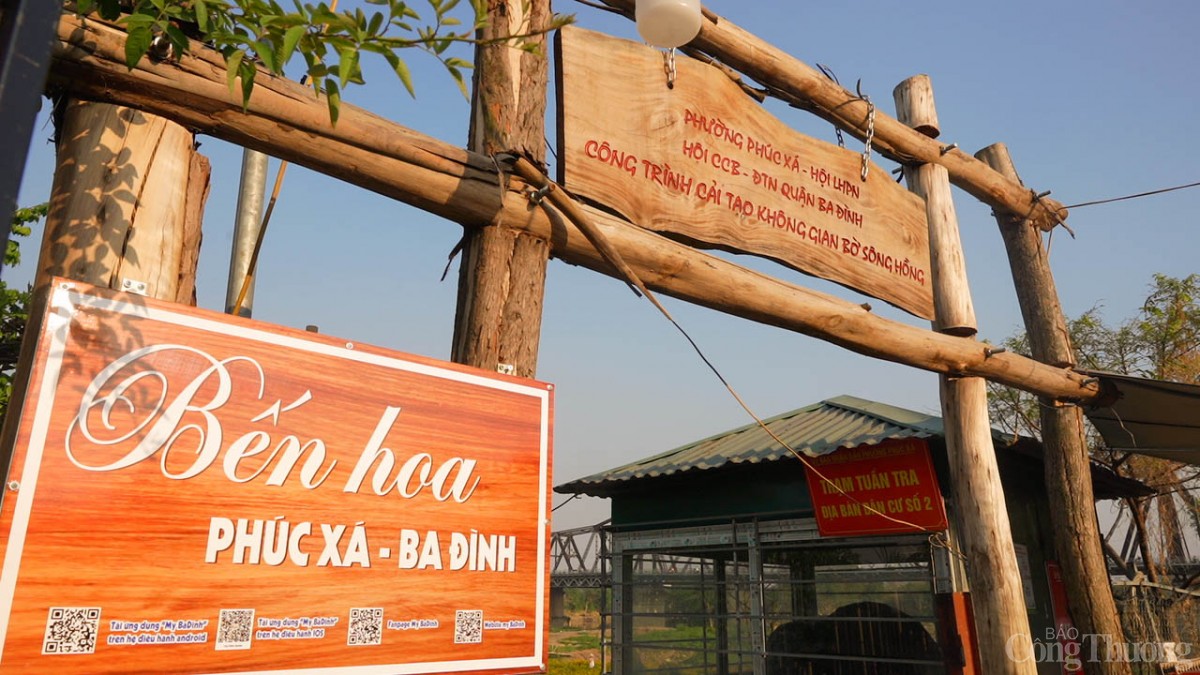 Ngỡ ngàng vườn hoa cúc thơ mộng nở rộ dưới chân cầu Long Biên Ngỡ ngàng vườn hoa cúc thơ mộng nở rộ dưới chân cầu Long Biên