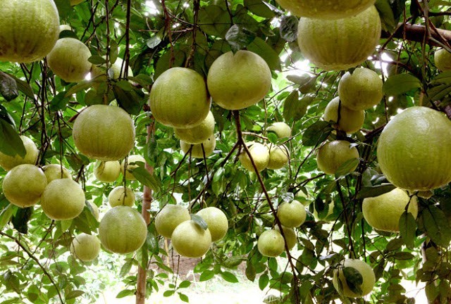 Giá nông sản hôm nay 1/11/2024: Giá sầu riêng tiếp tục tăng mạnh; Giá cà phê giảm mạnh trở lại Giá nông sản hôm nay 1/11/2024: Giá sầu riêng tiếp tục tăng mạnh; Giá cà phê giảm mạnh trở lại