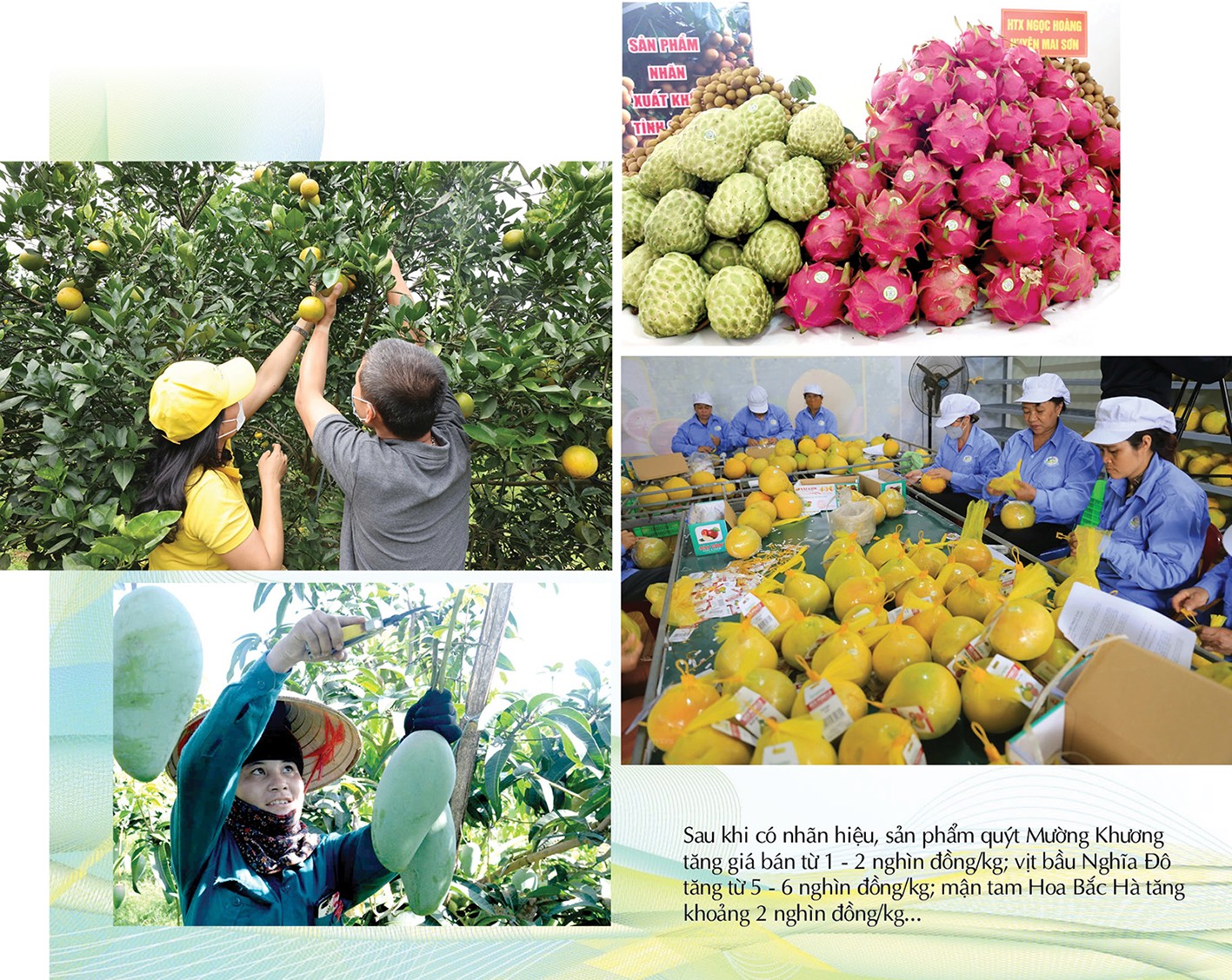 Chung tay xây dựng thương hiệu cho nông sản miền núi Chung tay xây dựng thương hiệu cho nông sản miền núi