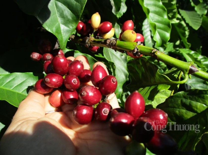 Giá cà phê hôm nay 2/11/2024: