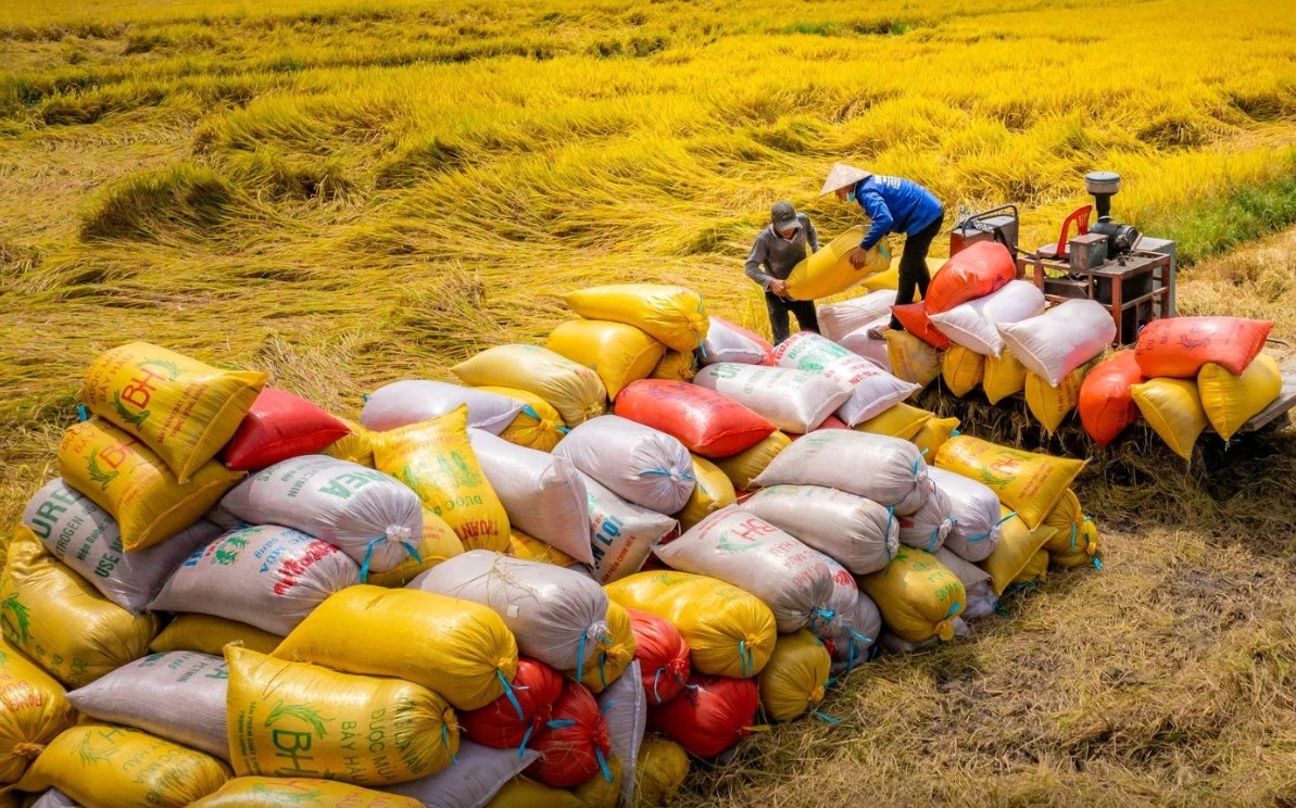 Giá lúa gạo hôm nay 2/11/2024: Giá lúa gạo hôm nay 2/11/2024: