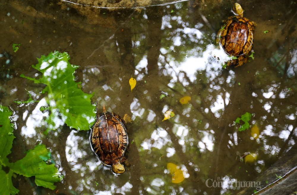 Những “bệnh nhân” đặc biệt chờ tái thả ở vườn Quốc gia Vũ Quang Những “bệnh nhân” đặc biệt chờ tái thả ở vườn Quốc gia Vũ Quang