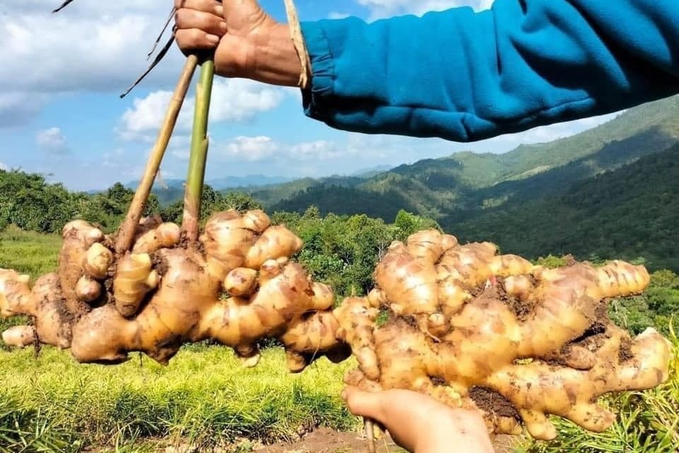 Xuất khẩu gừng, nghệ và gia vị khác mang về cho Việt Nam gần 45 triệu USD Xuất khẩu gừng, nghệ và gia vị khác mang về cho Việt Nam gần 45 triệu USD