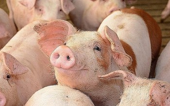 Giá heo hơi hôm nay 4/11/2024: Tăng nhẹ tại miền Bắc, giao dịch quanh mốc 61.000 đồng/kg