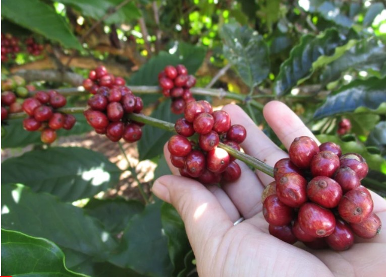 Giá cà phê hôm nay 7/11/2024: Giá cà phê hôm nay 7/11/2024: