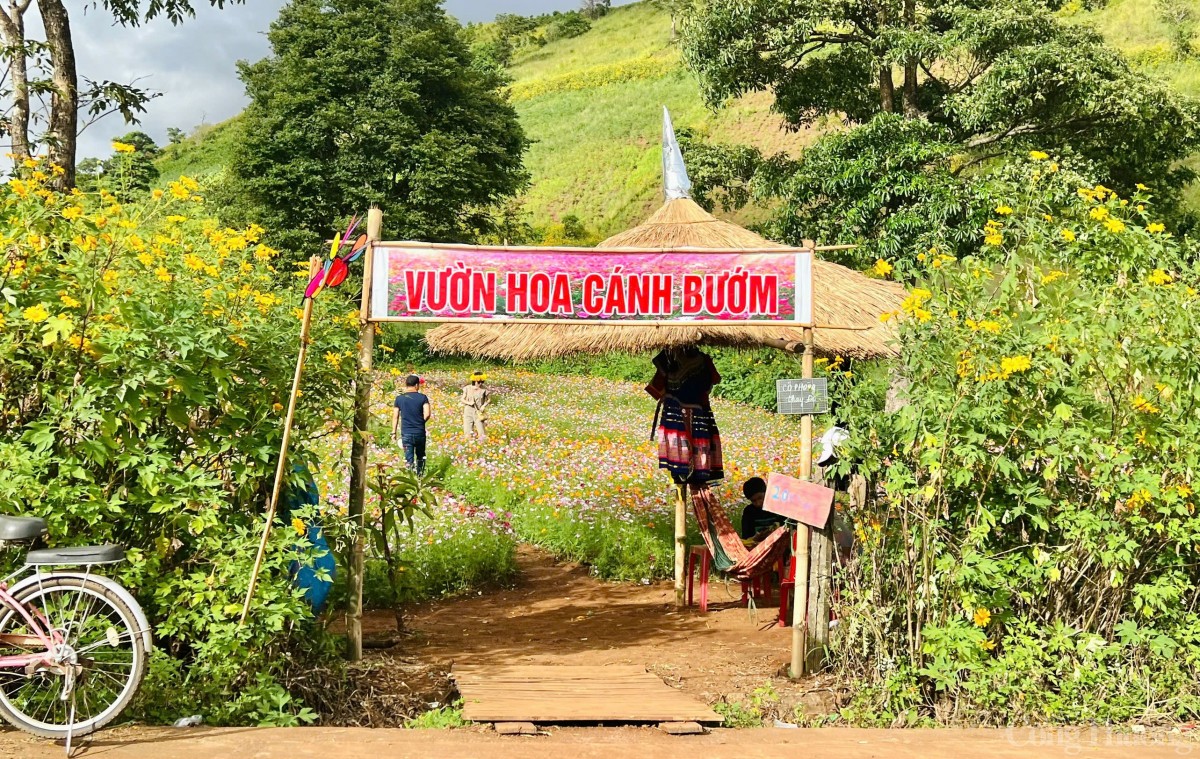 Đa dạng hình thức kinh doanh ‘thời vụ’ trong tuần lễ hoa dã quỳ Chư Đang Ya Đa dạng hình thức kinh doanh ‘thời vụ’ trong tuần lễ hoa dã quỳ Chư Đang Ya