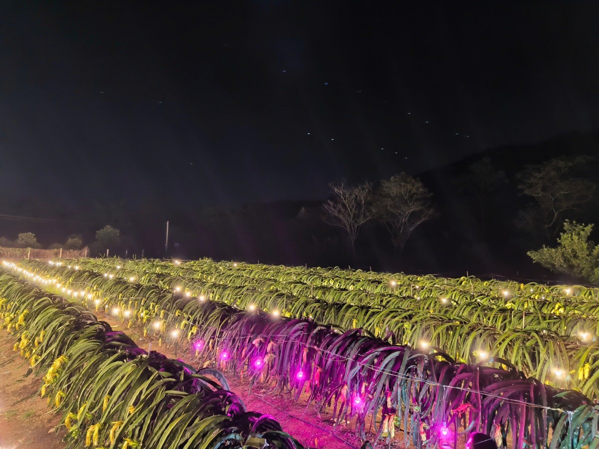 Rạng Đông: Ứng dụng năng lượng mặt trời trong sản xuất nông nghiệp