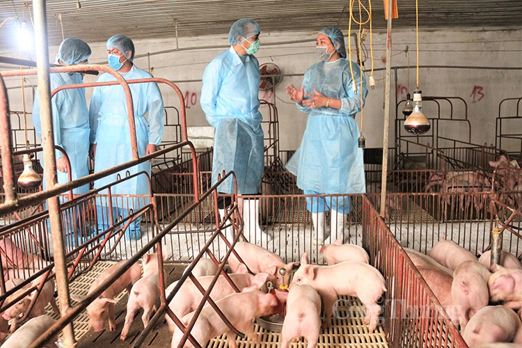 Giá heo hơi hôm nay 9/11/2024: Giá heo hơi hôm nay 9/11/2024: