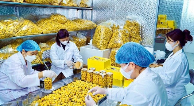 CCông nhân HTX Dược liệu trà hoa vàng Ba Chẽ đang đóng gói sản phẩm. CCông nhân HTX Dược liệu trà hoa vàng Ba Chẽ đang đóng gói sản phẩm.