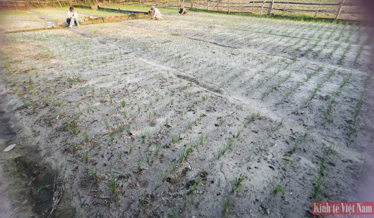 Đà Nẵng: Kiệu hương vào vụ Tết Đà Nẵng: Kiệu hương vào vụ Tết