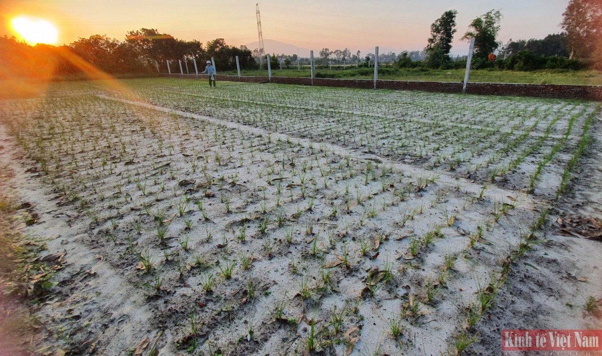 Đà Nẵng: Kiệu hương vào vụ Tết Đà Nẵng: Kiệu hương vào vụ Tết