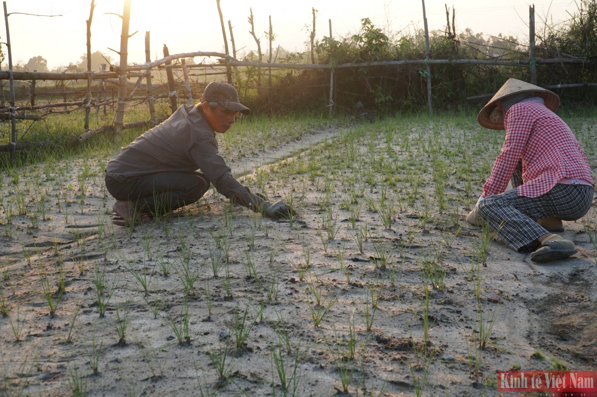 Đà Nẵng: Kiệu hương vào vụ Tết Đà Nẵng: Kiệu hương vào vụ Tết