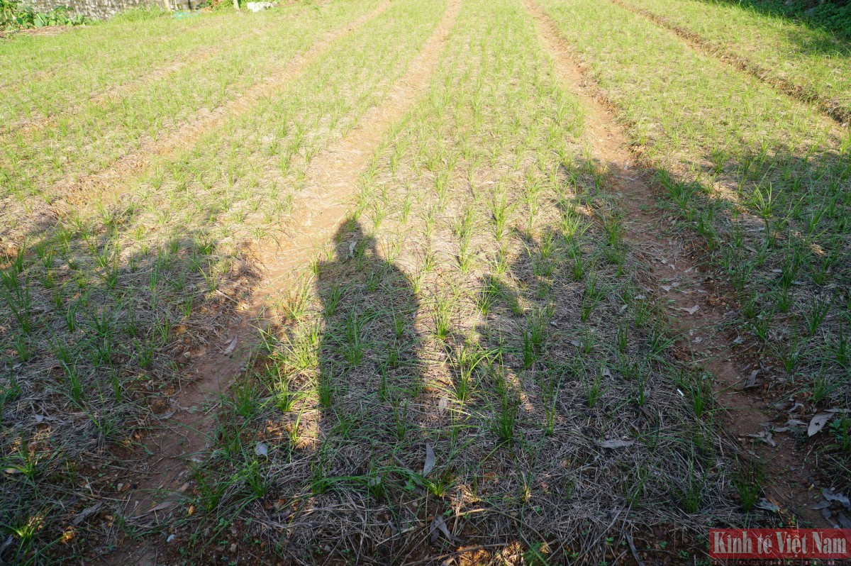 Đà Nẵng: Kiệu hương vào vụ Tết Đà Nẵng: Kiệu hương vào vụ Tết