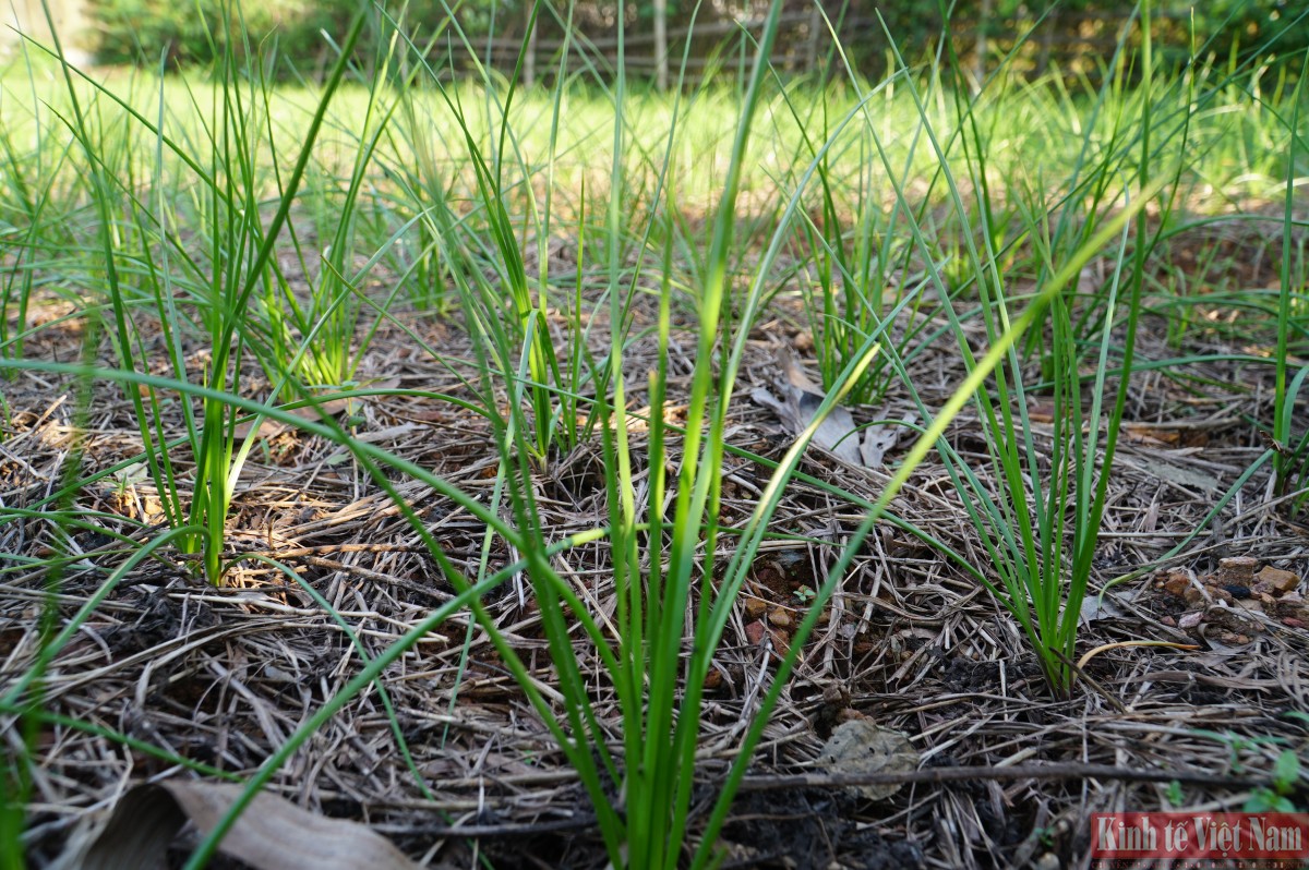 Đà Nẵng: Kiệu hương vào vụ Tết Đà Nẵng: Kiệu hương vào vụ Tết