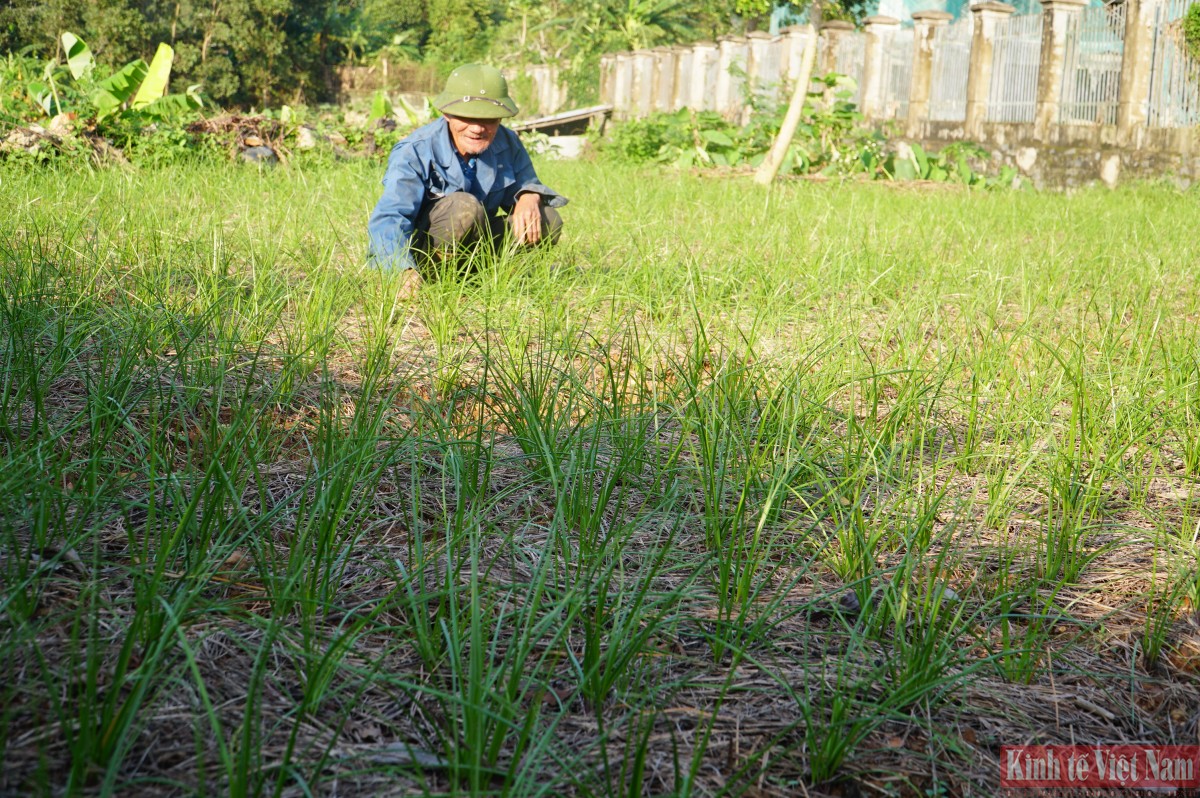 Đà Nẵng: Kiệu hương vào vụ Tết Đà Nẵng: Kiệu hương vào vụ Tết