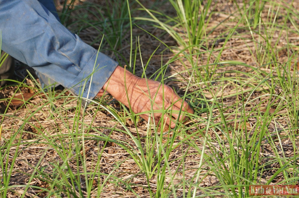 Đà Nẵng: Kiệu hương vào vụ Tết Đà Nẵng: Kiệu hương vào vụ Tết