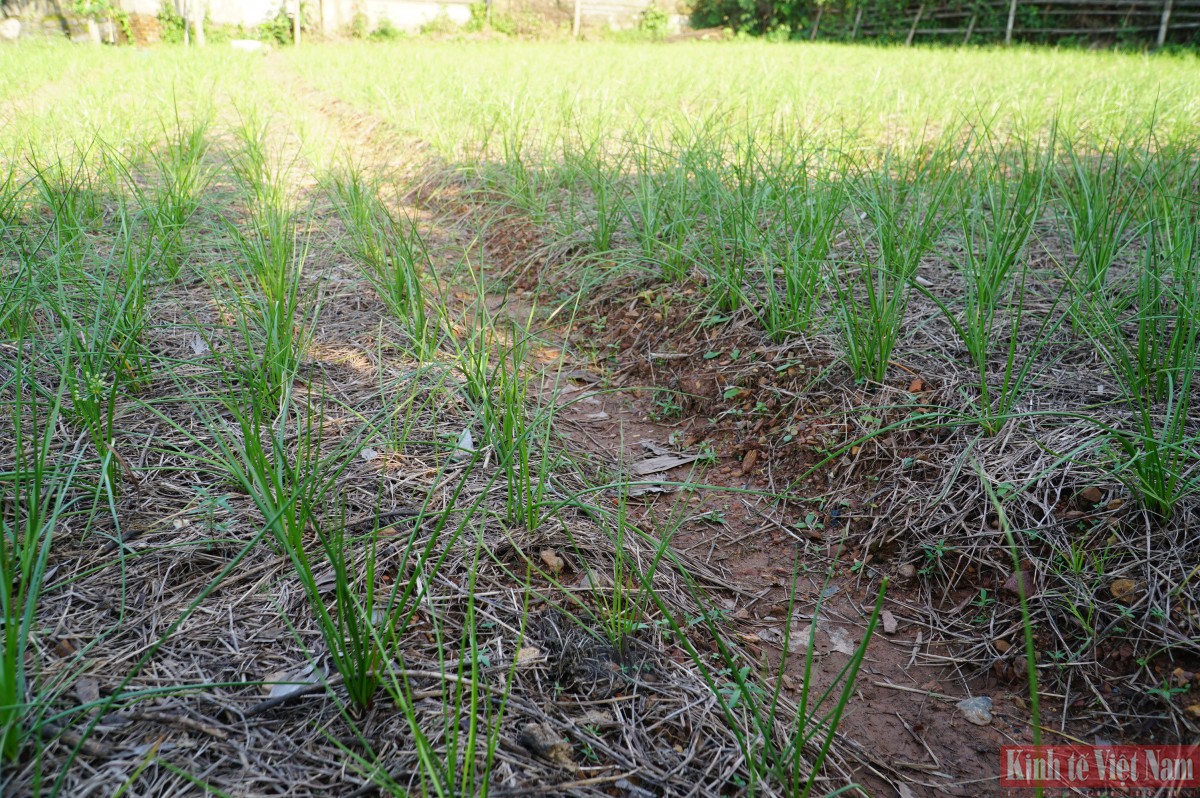 Đà Nẵng: Kiệu hương vào vụ Tết Đà Nẵng: Kiệu hương vào vụ Tết