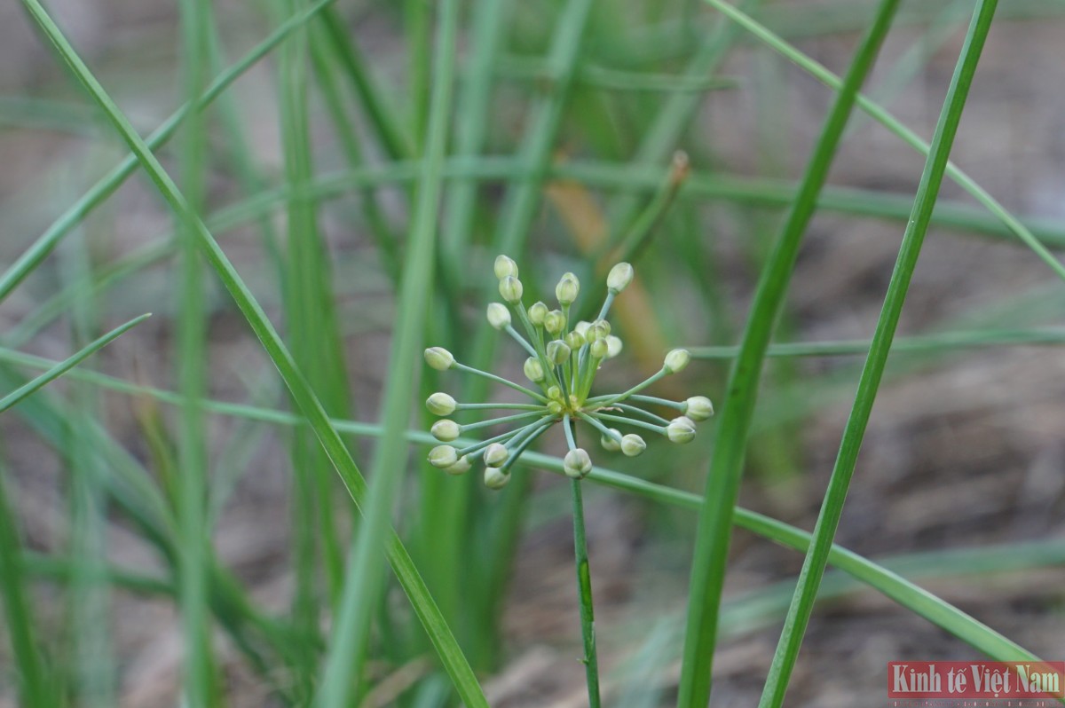 Đà Nẵng: Kiệu hương vào vụ Tết Đà Nẵng: Kiệu hương vào vụ Tết