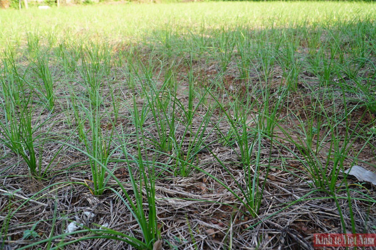 Đà Nẵng: Kiệu hương vào vụ Tết Đà Nẵng: Kiệu hương vào vụ Tết