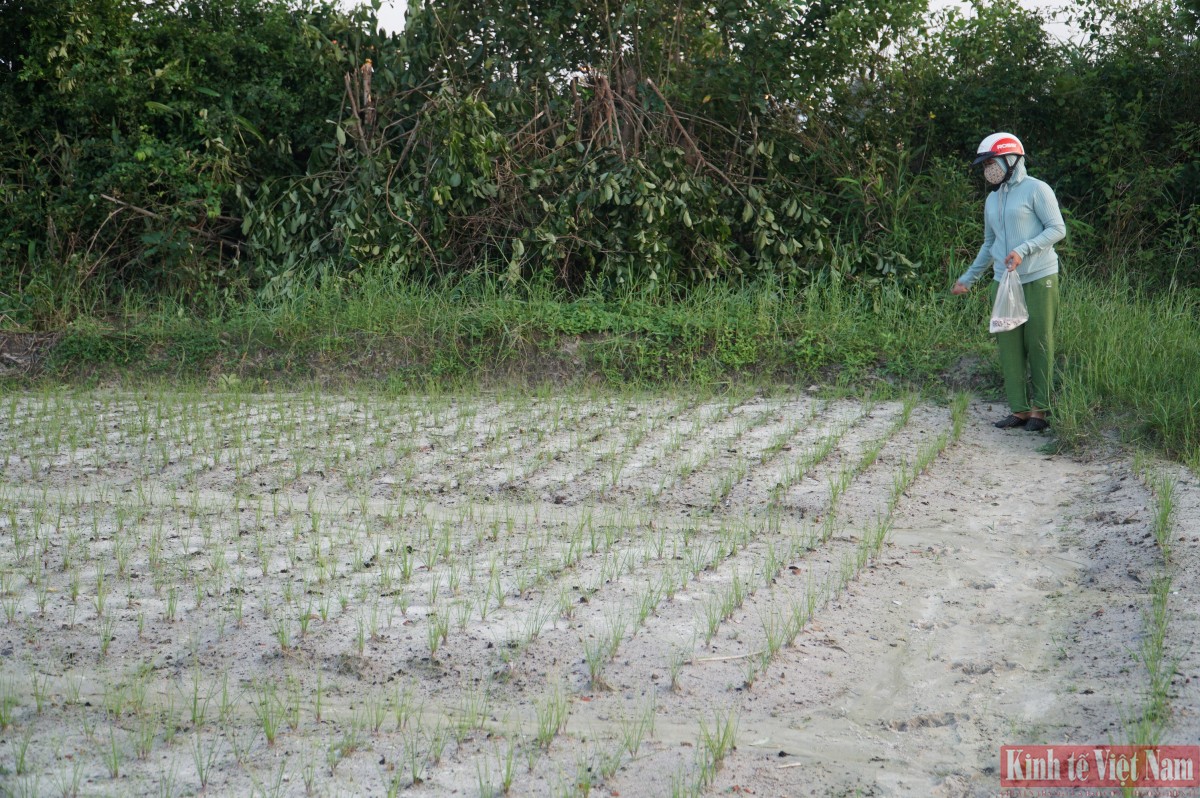 Đà Nẵng: Kiệu hương vào vụ Tết Đà Nẵng: Kiệu hương vào vụ Tết