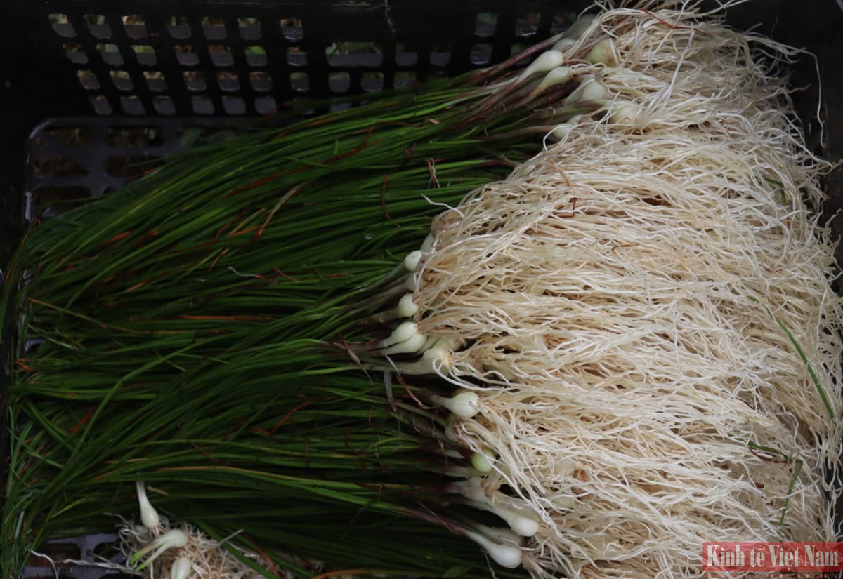 Đà Nẵng: Kiệu hương vào vụ Tết Đà Nẵng: Kiệu hương vào vụ Tết