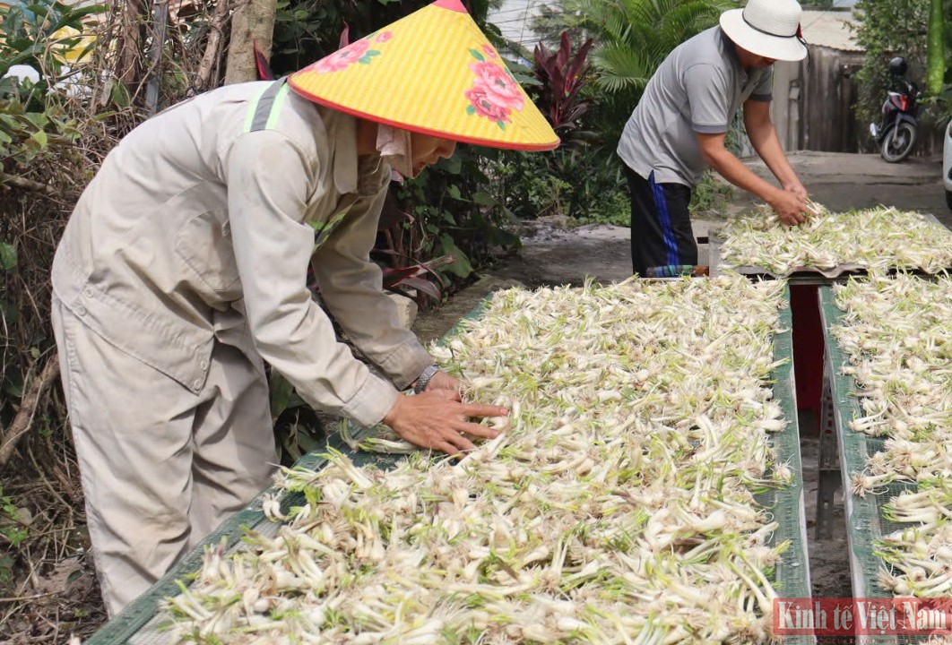 Đà Nẵng: Kiệu hương vào vụ Tết Đà Nẵng: Kiệu hương vào vụ Tết